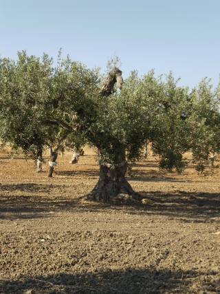 L'ulivo Nocellara è una varietà di albero d'oliva che cresce unicamente nella Valle del Belice con Castelvetrano Selinunte (il comune maggiore) per ettari coltivati e produzione. Un olivo a doppia attitudine, capace cioè di produrre sia olive da mensa che per olio. L'Olio Nocellara del Belice è un olio extravergine di oliva prodotto dalle olive della varietà detta "Nocellara del Belice" una delle più pregiate e prestigiose del mondo. L’olio rientra nella categoria D.O.P. (Denominazione di Origine Protetta) l'unica riconosciuta per le olive da mensa a livello Europeo, inoltre recentemente ha ricevuto anche il marchio I.G.P. (Indicazione Geografica Protetta). La Nocellara presenta un’acidità massima dello 0,50% ed una densità di valore medio. Il suo colore è verde con riflessi giallo oro ed ha un profumo d’oliva appena frantumata con sentori di erba. Il suo sapore è fruttato, appena lievemente amaro e piccante con un retrogusto di mandorla, ineguagliabile e pregiatissimo al palato.