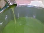 Pregiatissimo olio extra vergine di oliva Nocellara del Belice