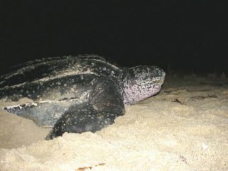 Nella Riserva Naturale del Belice si rilevano presenze della tartaruga Caretta caretta che vicino la foce del fiume belice viene a depositare le uova.
